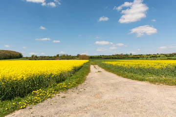 Fototapeta na wymiar Cultivated yellow raps field and road in France