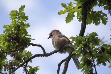 Eurasian Jay (Garrulus glandarius)