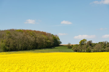 Cultivated yellow raps field in France