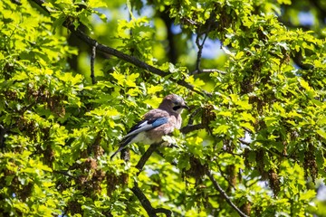 Eurasian Jay (Garrulus glandarius)