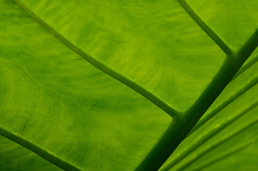 Close up of Elephant Ear plant leaf