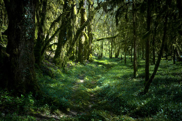 Fototapeta na wymiar un chemin dans une forêt dense , couvert de végétation