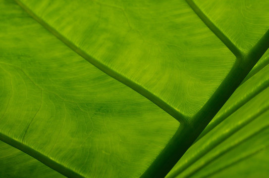 Fototapeta Close up of Elephant Ear plant leaf