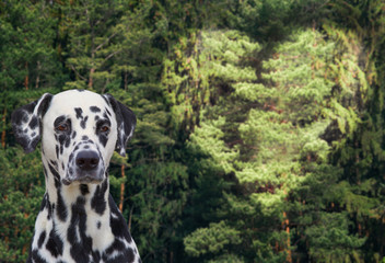 dog portrait on a background of the forest with a light heart