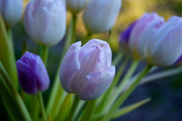 Tulips