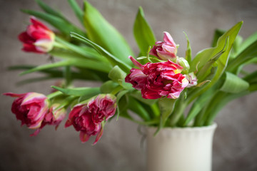 A bunch of fresh pink tulips flowers in a white vase
