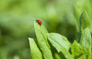A bright red Lily Beetle on a leaf (Lilioceris lilii; leaf lily
