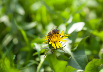 Honey bee of the garden on yellow dandelion flower, macro