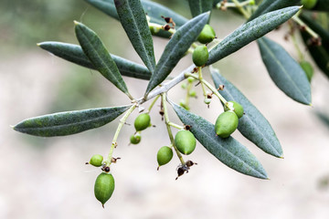 Branch of small olive growing
