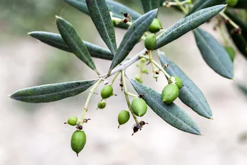 Papier Peint photo Lavable Olivier Branch of small olive growing