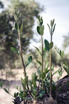 Olive tree bark with sprout, Jaen, Spain