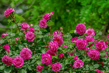 Naklejka premium バラの花