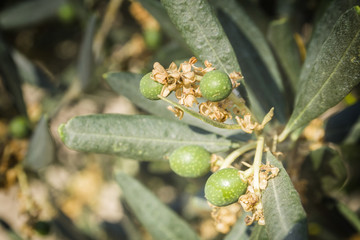 Branch of small olive growing