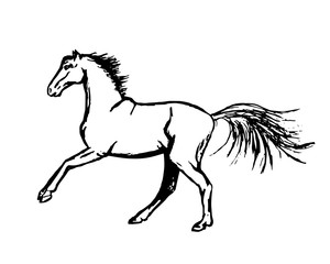 Fototapeta na wymiar The horse is galloping forward
