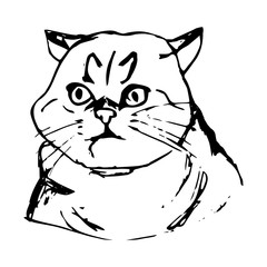 Cat surprised face