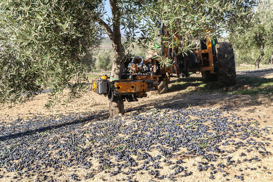 Vibrating machine in an olive tree, olive compilation of mechani