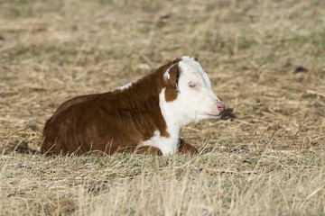 Young Hereford calves in the spring © Steve Oehlenschlager