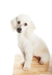 poddle sitting on table