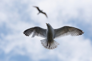 Herring Gull