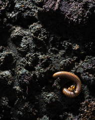 Millipede, Myriapoda in soil .