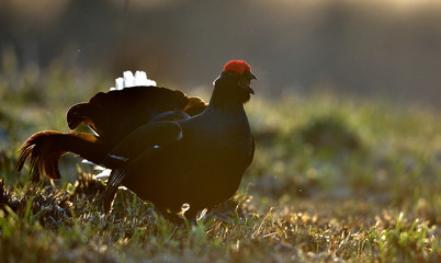 Birkhuhn, black grouse (Tetrao tetrix), blackgame (Lyrurus tetrix). Close up Portrait of a lekking black grouse (Tetrao tetrix)
