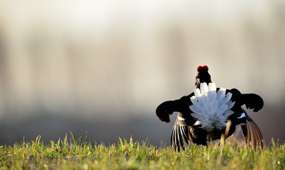 Birkhuhn, black grouse (Tetrao tetrix), blackgame (Lyrurus tetrix). Close up Portrait of a lekking black grouse (Tetrao tetrix)