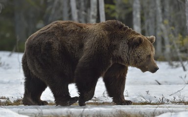Fototapeta premium Brown Bear (Ursus arctos) in spring forest.