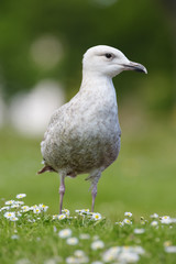 Herring Gull