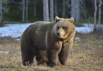 Brown Bear (Ursus arctos) in spring forest.