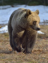 Obraz premium Brown Bear (Ursus arctos) in spring forest.