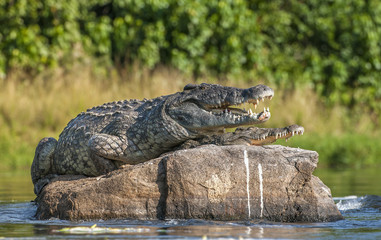 Mating Nile crocodile (Crocodylus niloticus). Two crocodiles with opened mouth