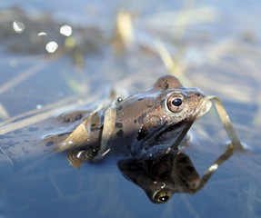 The common frog (Rana temporaria) mating, also known as the European common frog, European common brown frog, or European grass frog
