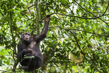 Close up portrait of chimpanzee ( Pan troglodytes ) resting  on the tree in the jungle