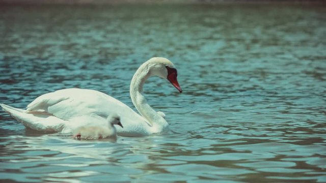White swan swims feeding kids. Lake has some waves around, 4K 3840 x 2160 ultra high definition footage
