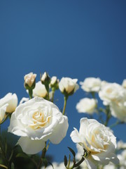 白い薔薇と青空
