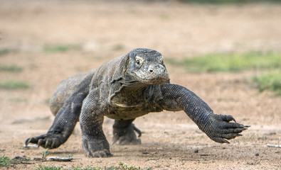 Attack of a Komodo dragon. The dragon running on sand. The Running Komodo dragon ( Varanus komodoensis ) .