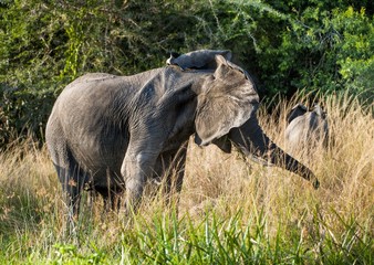 Naklejka na ściany i meble Big African elephant (Loxodonta Africana) shakes his head in anger