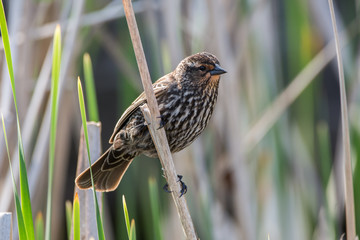 Red-winged Blackbird