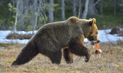 Obraz premium Brown Bear (Ursus arctos) running with fish on a swamp in the spring forest.