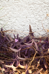 Purple leaves plant against the white textured wall