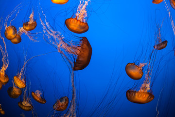 Obraz na płótnie Canvas Sea Nettle Jellyfish in Aquarium