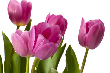 tulip flowers