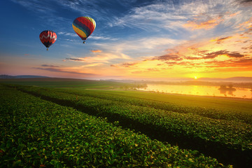 Landscape view of sunrise at green tea field with balloon.

