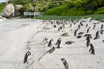 Penguin colony
