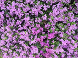 pink flowers background texture