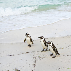 Fototapeta premium Three penguins