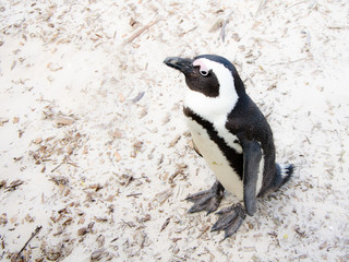 Penguin in boulders beach