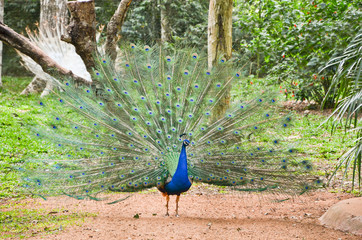 Peacock