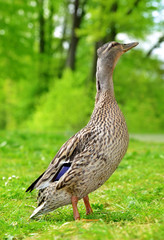 Wild duck or mallard on green grass. Wildlife photo.