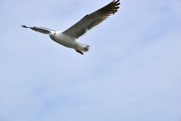 Naklejka premium Seagull in Flight
